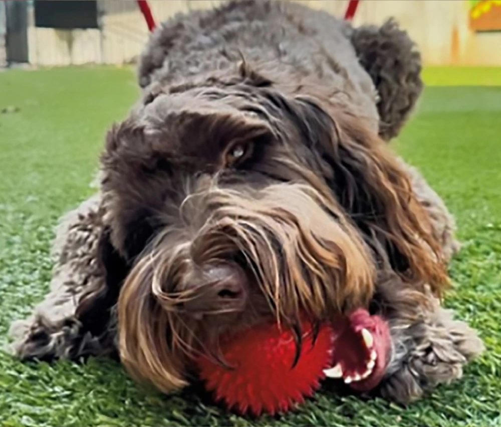 Archie Australian Labradoodle, 65 lbs.