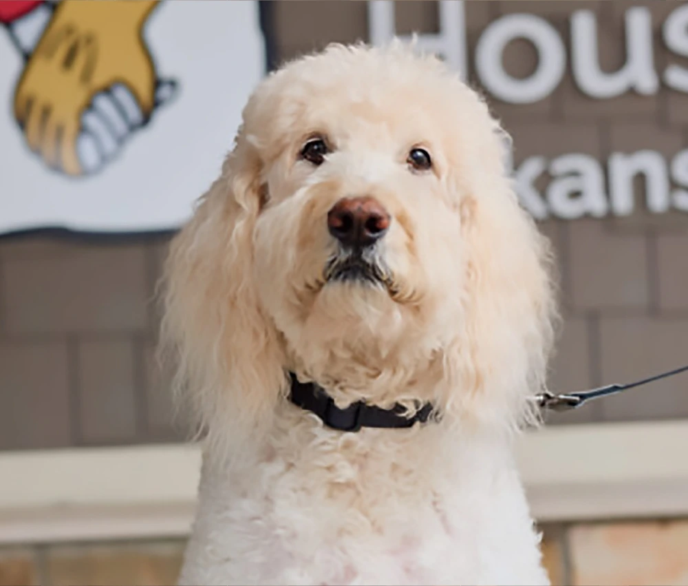 Mac Goldendoodle 65 lbs. white haired dog